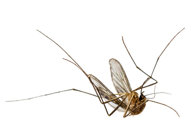 istock The dead mosquito,  isolated on white background 697993878