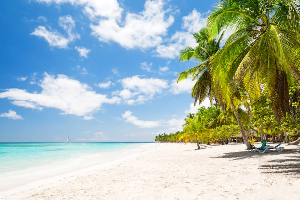 istock Beautiful tropical white beach and coconut palm trees 697993980