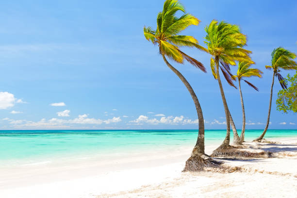 istock Coconut Palm trees on white sandy beach in Cap Cana, Dominican Republic 697996734