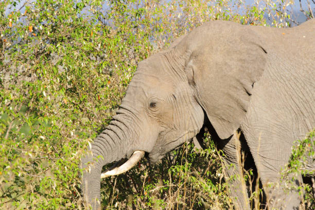 istock A portrait of beautiful African elephant 697997486