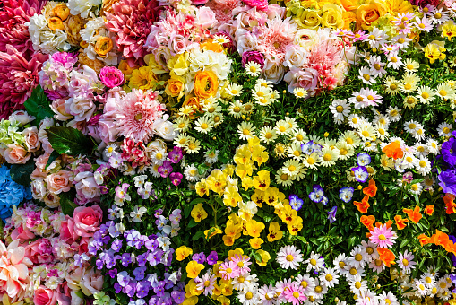 Variety of spring flowers decorated at Yokohama Yamashita Park at Minato Mirai waterfront district.