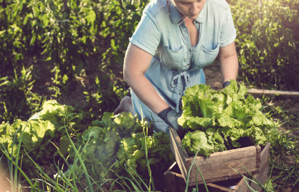 istock Young Woman Harvesting Home Grown Lettuce 697998668