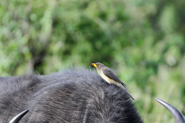 istock A Red-billed Buffalo-Weaver 697999654