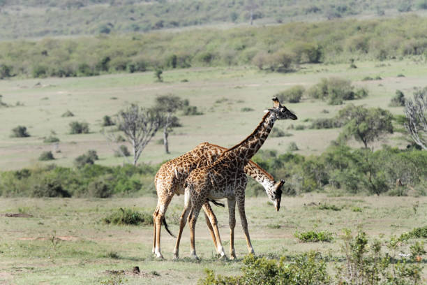 istock A pair of Giraffes necking 698001052