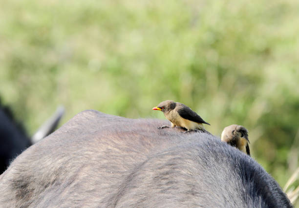 istock A Red-billed Buffalo-Weaver 698001472