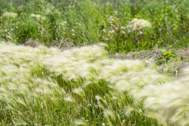 Soft Blowing Wild Grasses. Ontario Canada