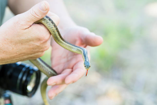 istock Mature Woman Holding A Small Garter Snake 698001598