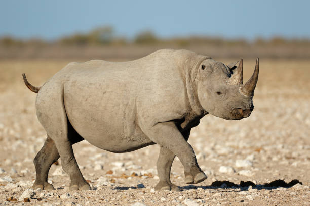 istock A black rhinoceros in natural habitat 698001626