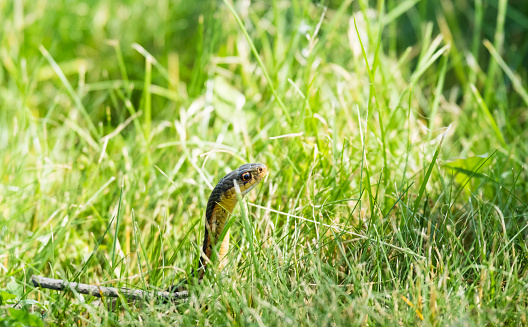 Small Garter Snake In The Grass