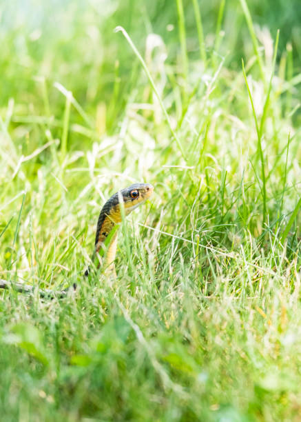 istock Small Garter Snake In The Grass 698001940