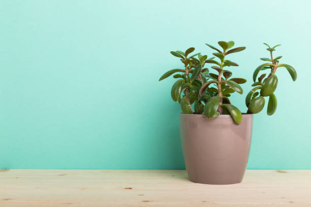 istock Succulents, house plants in pots 698004312