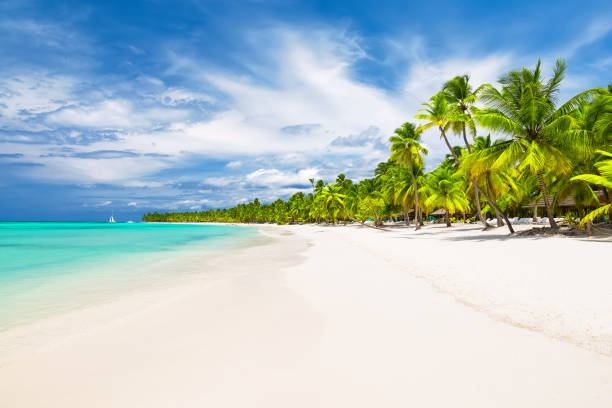 Coconut Palm trees on white sandy beach Coconut Palm trees on white sandy beach in Caribbean sea, Saona island. Dominican Republic caribbean islands stock pictures, royalty-free photos & images