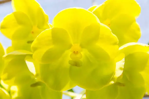 Photo of Beautiful flowers in the garden