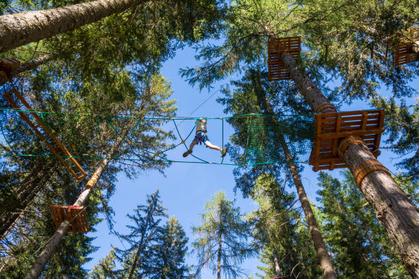 tree climbing - tree skill nature horizontal imagens e fotografias de stock