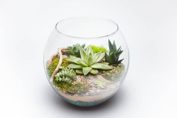 istock Succulent arrangement in a glass vase (terrarium) 698005988