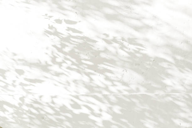 istock the shadows of the leaves on a white plastered wall 698006162