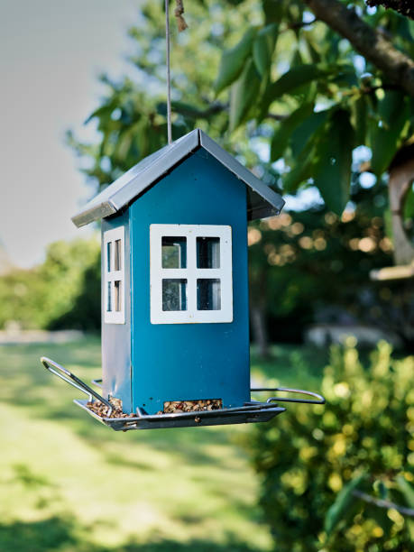 istock Bird feeder in the garden 698006254