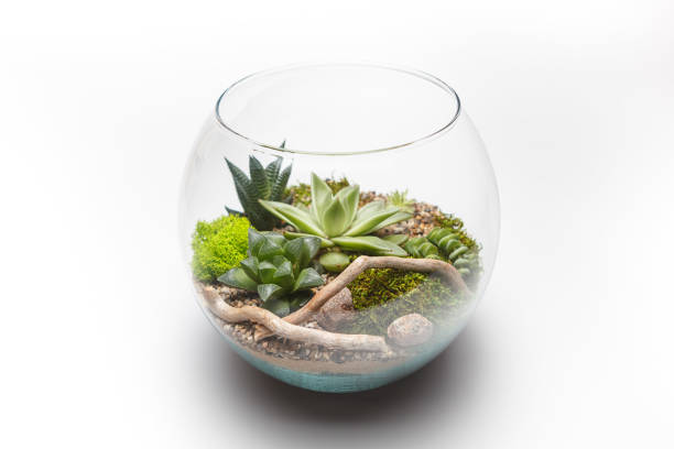 istock Succulent arrangement in a glass vase (terrarium) 698006380