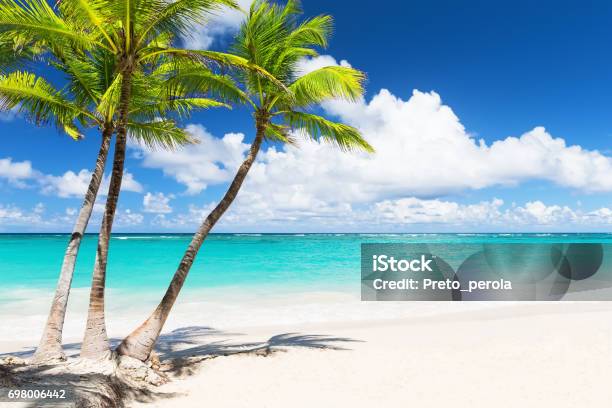 Beautiful Tropical White Beach And Coconut Palm Trees Stock Photo - Download Image Now