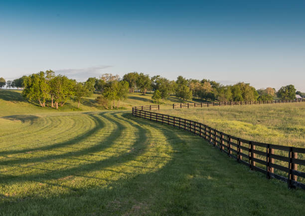istock Black Horse Farm Fence and Shadows Wind 698006736