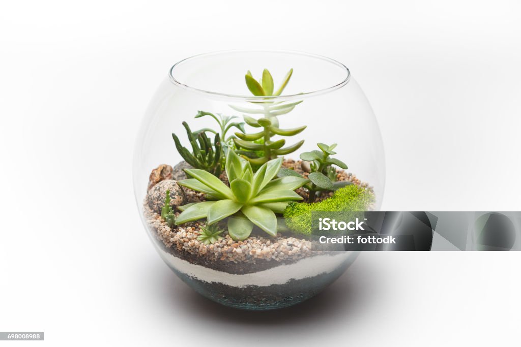 Arreglo de suculenta en un florero de cristal (terrario) - Foto de stock de Terrario libre de derechos