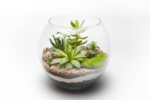 succulente arrangement dans un vase de verre (terrarium) - moss side photos et images de collection