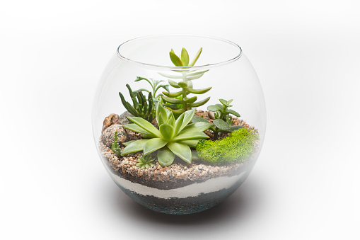 Succulent arrangement in a glass vase (terrarium)