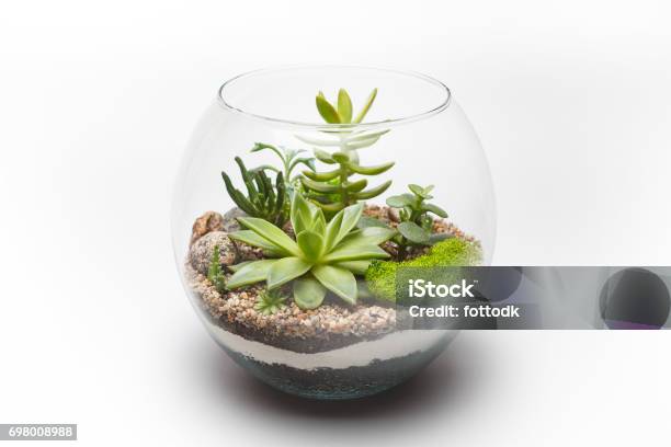 Succulent Arrangement In A Glass Vase Stock Photo - Download Image Now - Terrarium, Succulent Plant, Plant