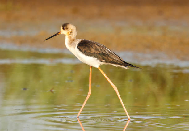 The black-winged stilt, common stilt, or pied stilt is a widely distributed very long-legged wader in the avocet and stilt family.