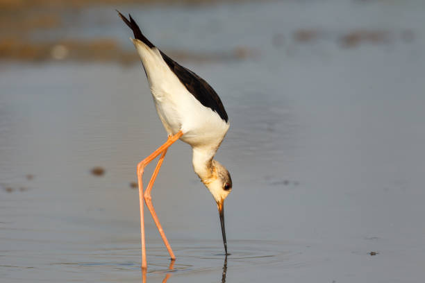 istock Black-winged stilt or Pied Stilt 698009398