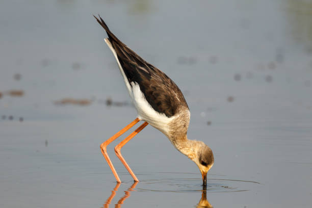 istock Black-winged stilt or Pied Stilt 698009406