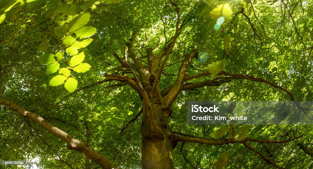 Tree canopy in dawn sunlight tree,woodland,summer,springtime,dawn,sunrise, Backgrounds Stock Photo