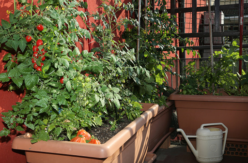 Tomato cultivation in the vases of an urban garden on the terrace of an apartment