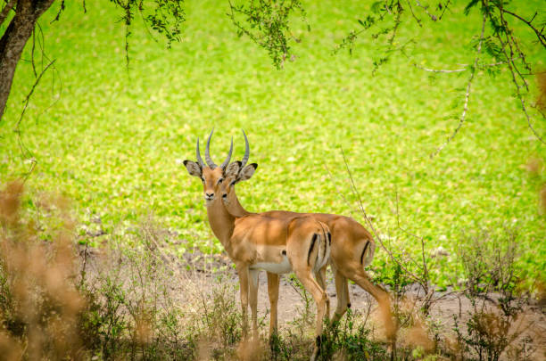 istock Double vision of impala, Lake Mburo National Park, Uganda 698013490
