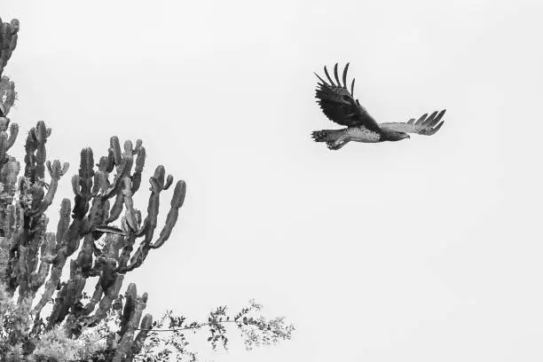 Marshall eagle takes flight, Lake Mburo National Park, Uganda