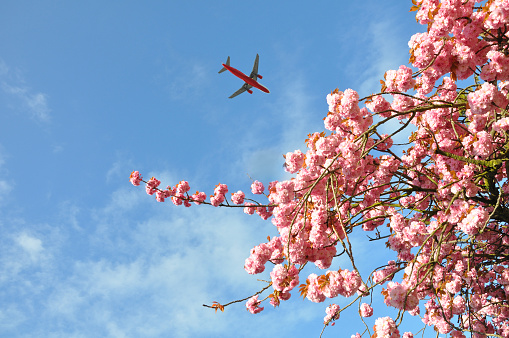 Blooming pink almond tree in the spring against a blue sky with flying plane.