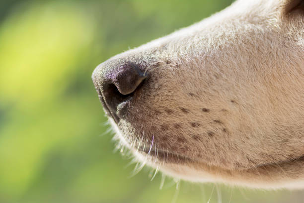 istock Nose dog, closeup shot 698022024
