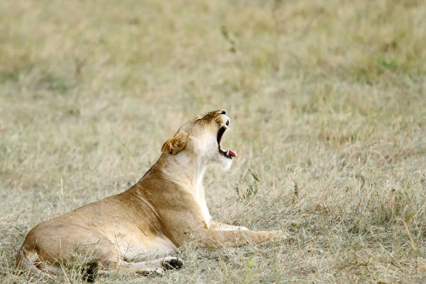 istock A yawning lioness 698035386