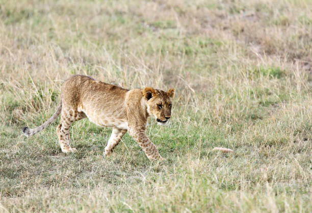 istock A lion cub walking in the Grassland 698035604