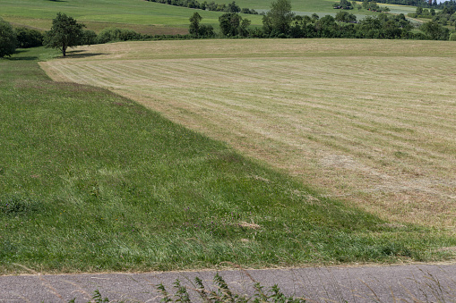 on a very sunny day in june in south germany you see a trail for bicycles beneath cornfield and grass