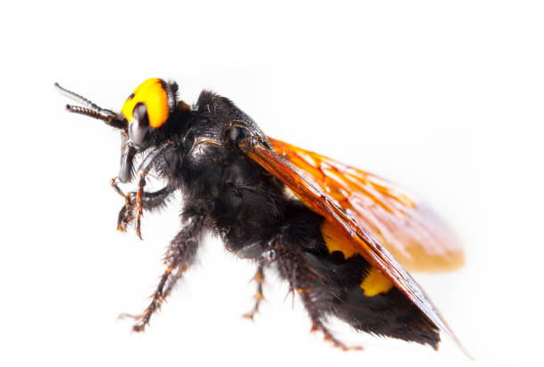 istock Mammoth wasp, Megascolia maculata on white 698035782