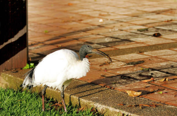 istock A beautiful African Sacred Ibis roaming near a courtyard 698036568