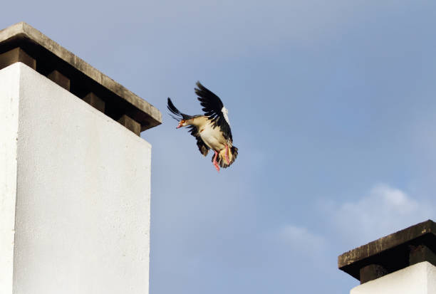 istock A Egyptian goose flying from one to another 698041110