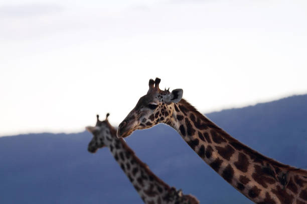 istock Closeup of Masai Giraffes 698042186