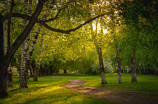 pusta ścieżka wzdłuż starych drzew w parku miejskim na wiosenny lub letni wieczór o zachodzie słońca - lane sunlight sunbeam plant zdjęcia i obrazy z banku zdjęć