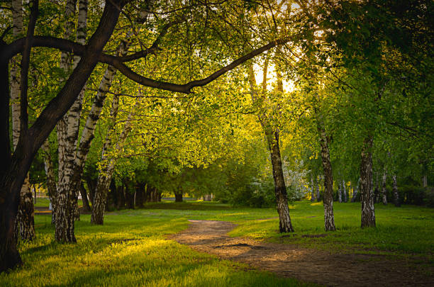 caminho vazio ao longo de antigas árvores em um parque da cidade em uma mola ou uma noite de verão, ao pôr do sol - lane sunlight sunbeam plant - fotografias e filmes do acervo