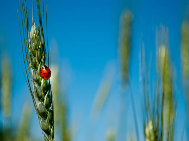 空のフィールドの背景をぼかしにてんとう虫と小麦の緑の芝生 - ladybug wheat nature insect ストックフォトと画像