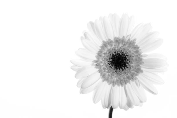 istock high key  of a gerbera flower 698048458