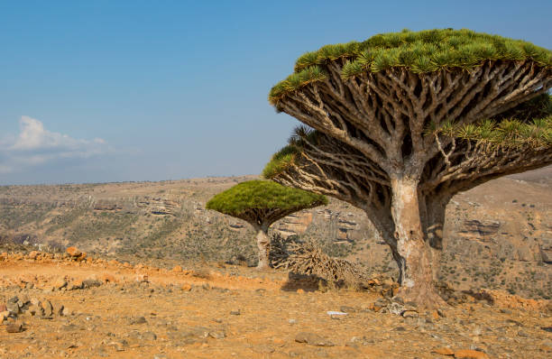 istock dragon blood tree, dracaena cinnabari 698051542