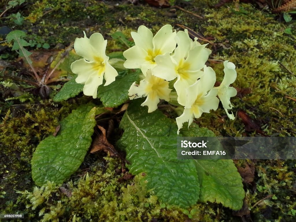 Water on Yellow Primrose Flowers Yellow Primrose flowers in the garden Dew Stock Photo